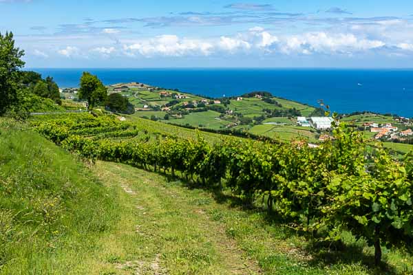 Vignes et océan