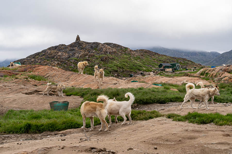 Sisimiut : chiens de traîneau