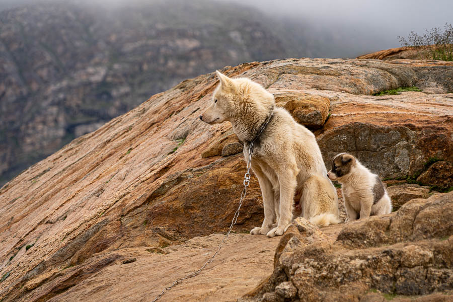Sisimiut : chiens de traîneau
