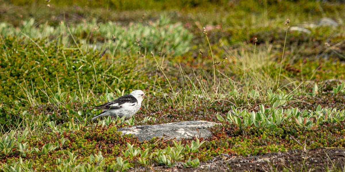 Ilulissat : plectrophane des neiges (Plectrophenax nivalis)