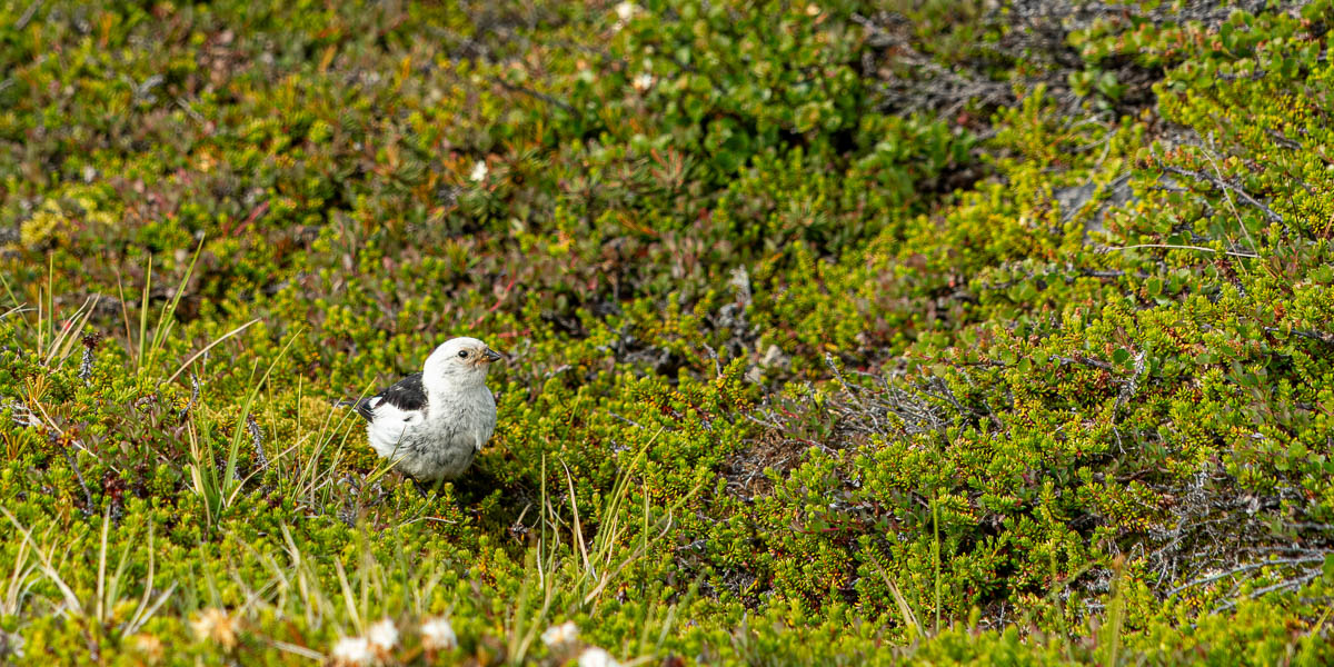 Ilulissat : plectrophane des neiges (Plectrophenax nivalis)