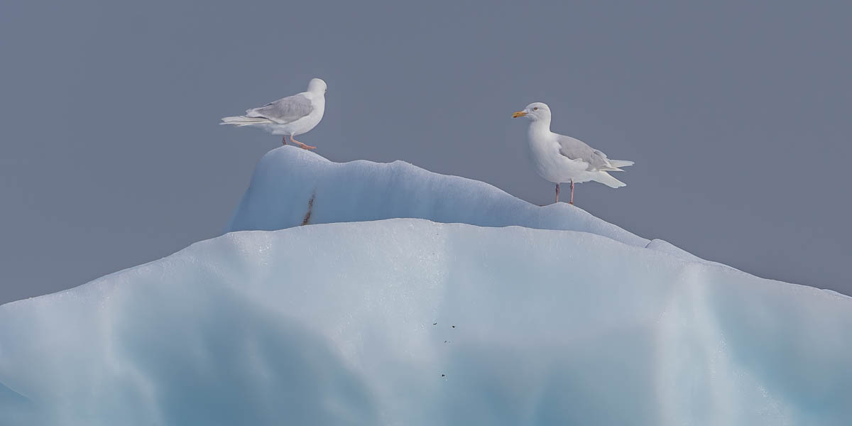 Ilulissat : goélands arctiques (Larus glaucoides)