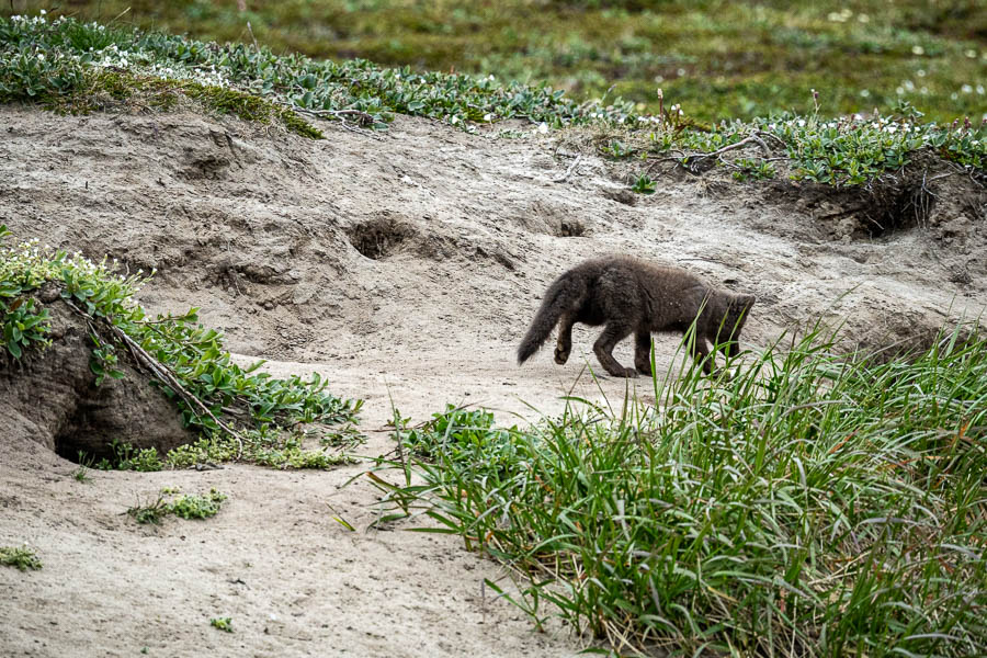 Détroit de Sullorsuaq, Atanikerluk : renardeau arctique (Vulpes lagopus)