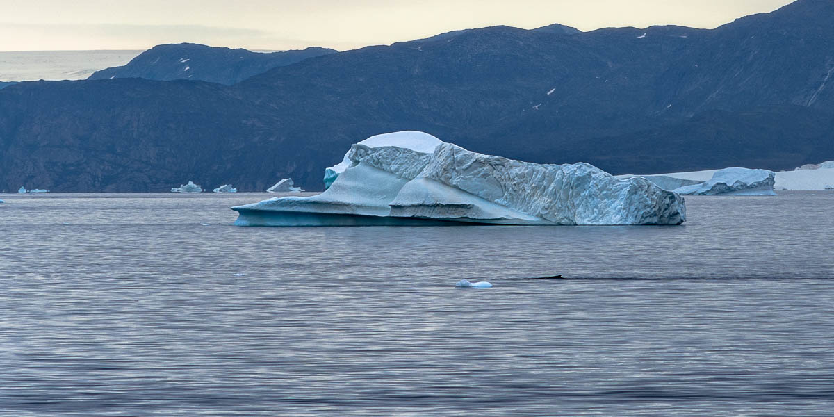 Qeqertarsuup tunua (baie de Disko) : baleine à bosse (Megaptera novaeangliae)