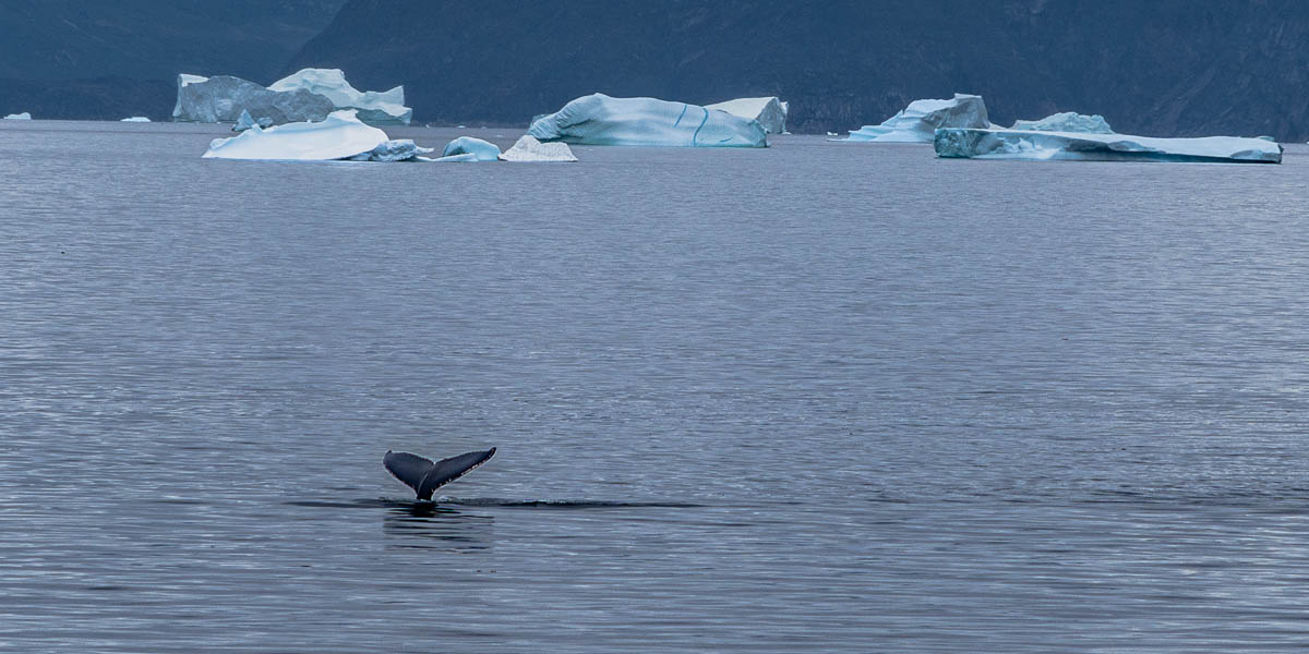 Qeqertarsuup tunua (baie de Disko) : baleine à bosse (Megaptera novaeangliae)