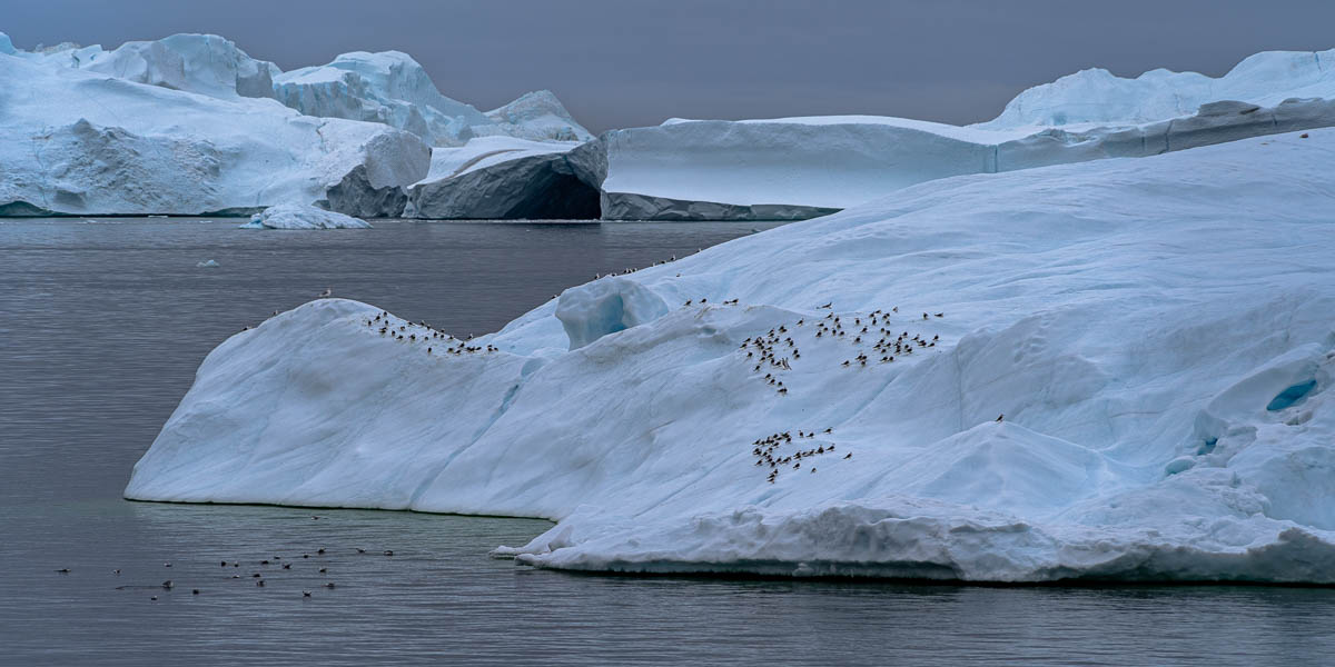 Entrée du fjord d'Ilulissat : mouettes tridactyles sur un iceberg