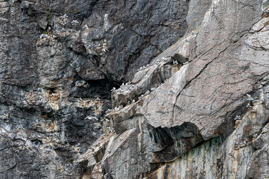 Kangerlussuatsiaq : colonie de mouettes tridactyles (Rissa tridactyla)