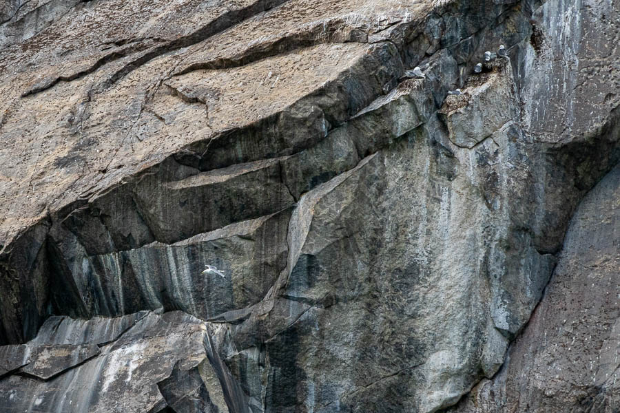 Kangerlussuatsiaq : colonie de mouettes tridactyles