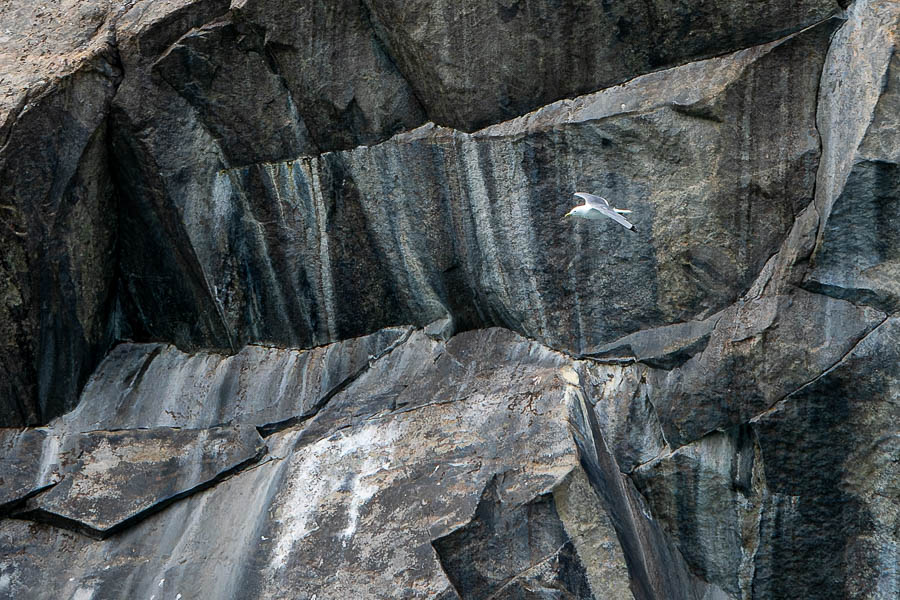 Kangerlussuatsiaq : colonie de mouettes tridactyles