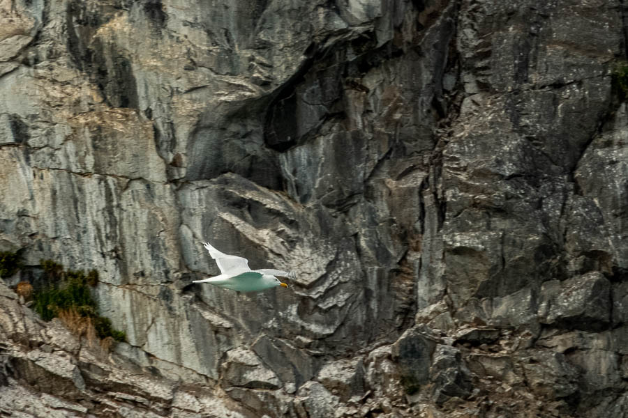 Kangerlussuatsiaq : goéland arctique (Larus glaucoides)