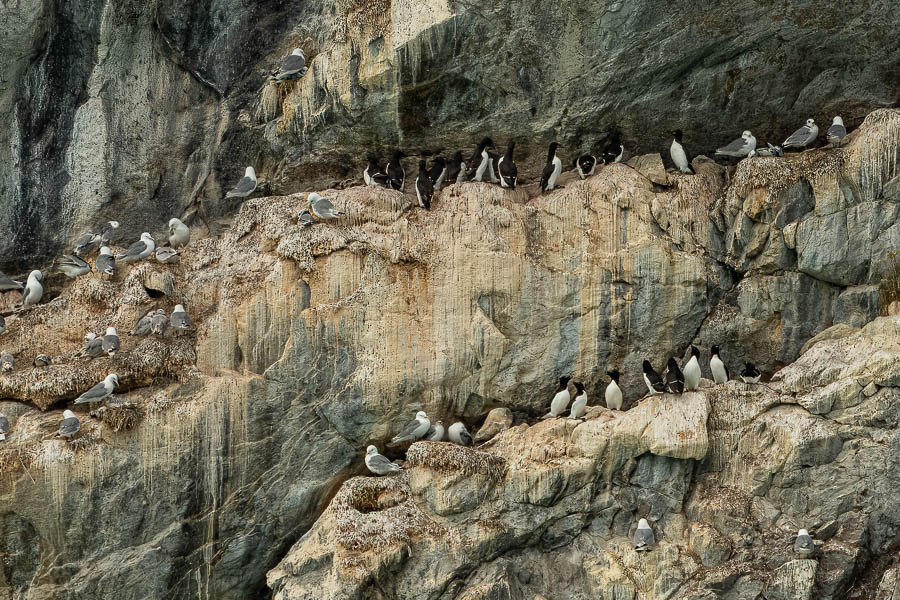 Kangerlussuatsiaq : mouettes tridactyles et petits pingouins (Alca torda)