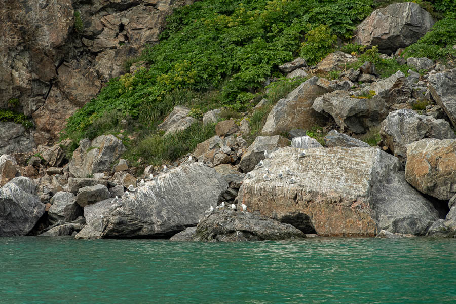 Kangerlussuatsiaq : mouettes tridactyles (Rissa tridactyla)
