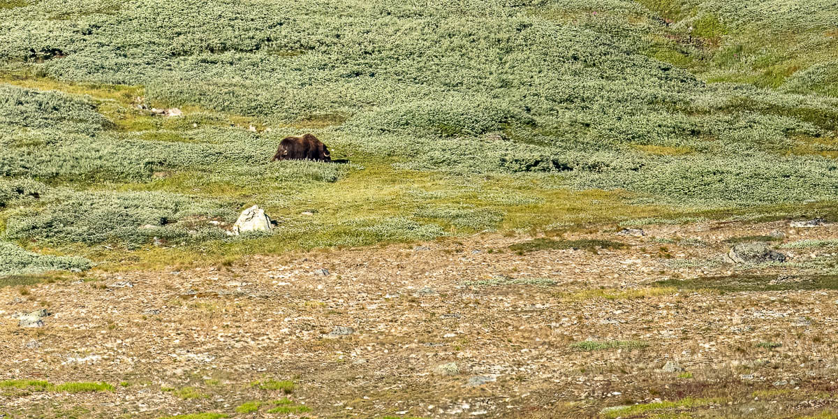 Kangilinnguit (Grønnedal) : bœuf musqué