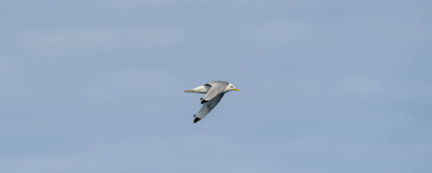 Mouette tridactyle (Rissa tridactyla)