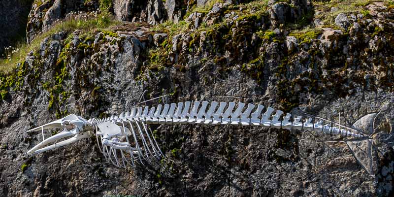 Maniitsoq : squelette de baleine