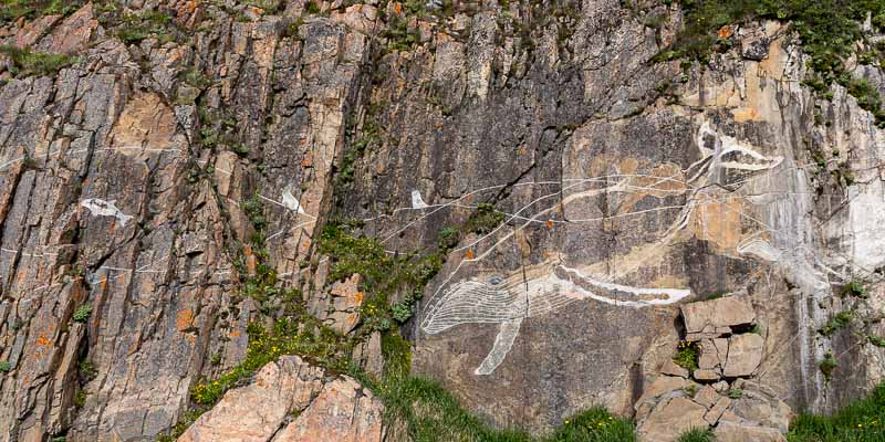 Sisimiut : baleine