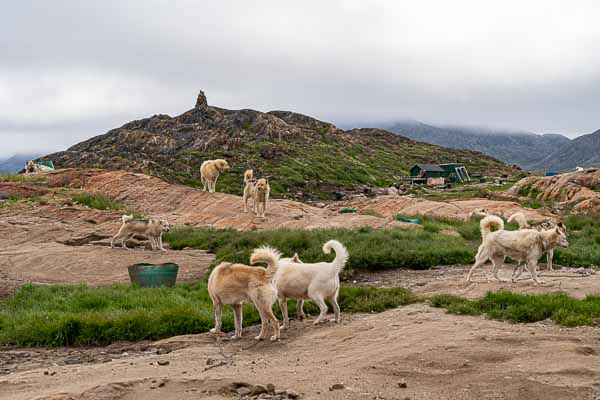 Sisimiut : chiens de traîneau