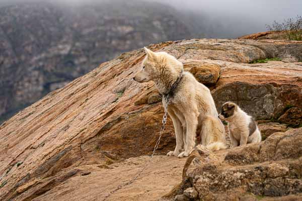 Sisimiut : chiens de traîneau