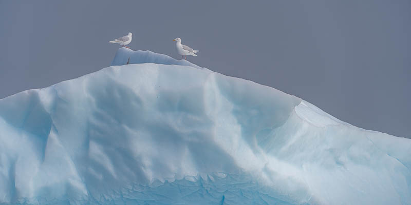 Ilulissat : goélands arctiques (Larus glaucoides)