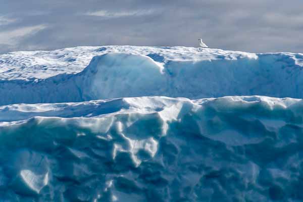 Fjord d'Uummannaq : iceberg, goéland
