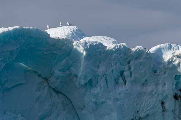 Fjord d'Uummannaq : iceberg, goélands