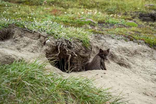 Détroit de Sullorsuaq, Atanikerluk : renardeau arctique (Vulpes lagopus)