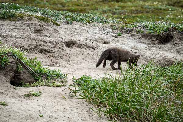 Détroit de Sullorsuaq, Atanikerluk : renardeau arctique (Vulpes lagopus)