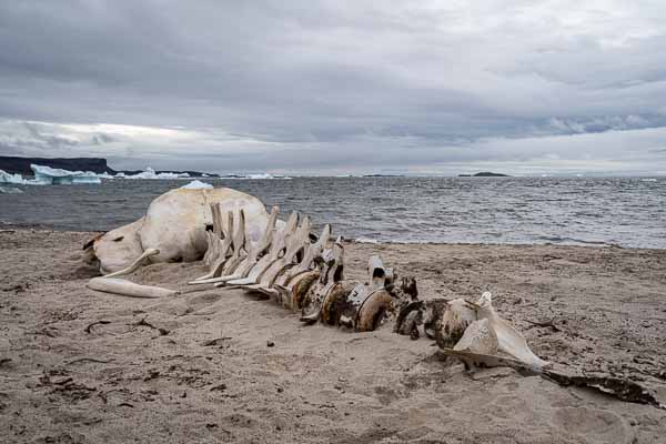 Détroit de Sullorsuaq, Atanikerluk : squelette de baleine