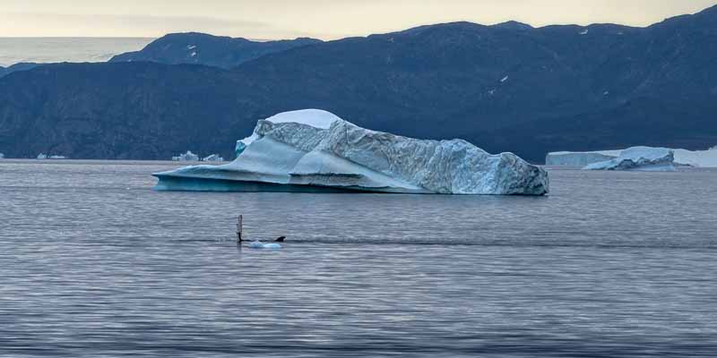 Qeqertarsuup tunua (baie de Disko) : baleine à bosse (Megaptera novaeangliae)