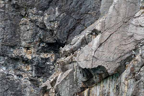 Kangerlussuatsiaq : colonie de mouettes tridactyles
