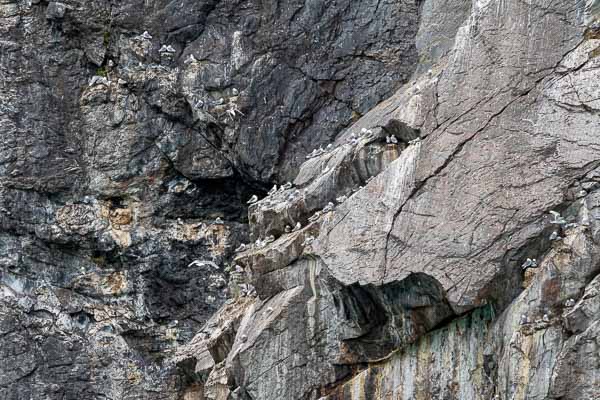 Kangerlussuatsiaq : colonie de mouettes tridactyles (Rissa tridactyla)
