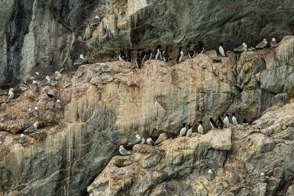 Kangerlussuatsiaq : mouettes tridactyles et petits pingouins (Alca torda)