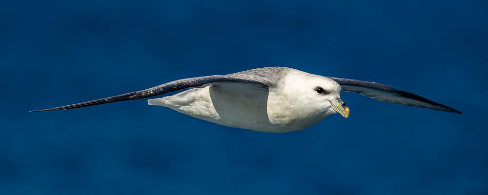 Fulmar boréal (Fulmarus glacialis)