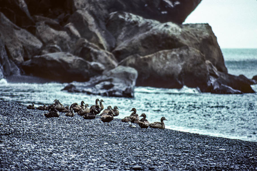 Dyrhóley : canards