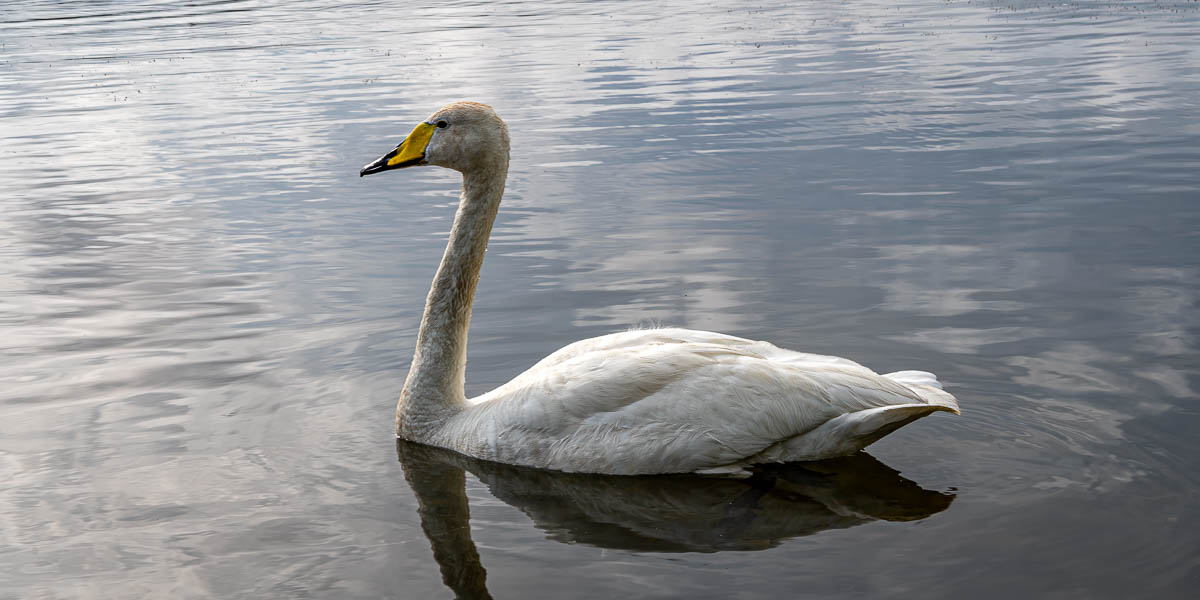 Reykjavik, Tjörnin : cygne d'étang (Cygnus cygnus)
