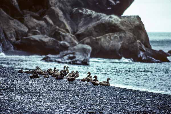 Dyrhóley : canards