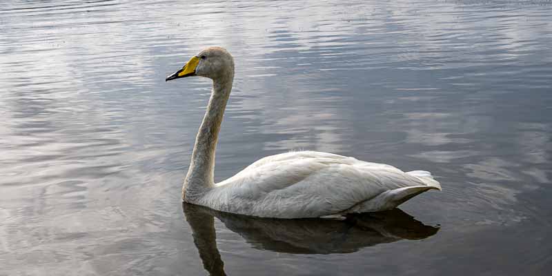 Reykjavik, Tjörnin : cygne d'étang (Cygnus cygnus)