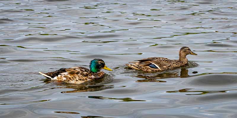 Reykjavik, Tjörnin : couple de canards colverts (Anas platyrhynchos)