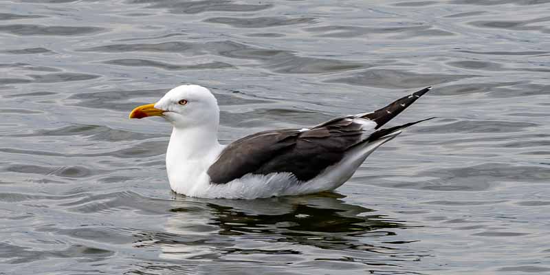 Reykjavik, Tjörnin : goéland brun (Larus fuscus)