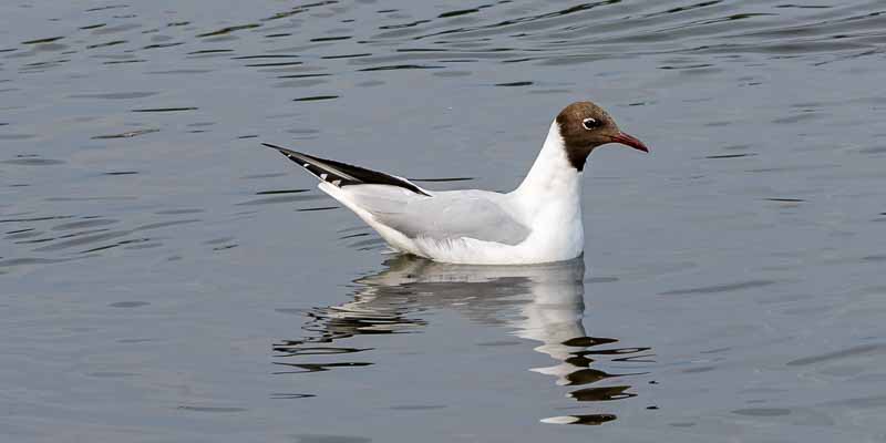 Reykjavik, Tjörnin : mouette rieuse (Chroicocephalus ridibundus)