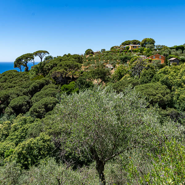 Presqu'île de Portofino : olivier, villas