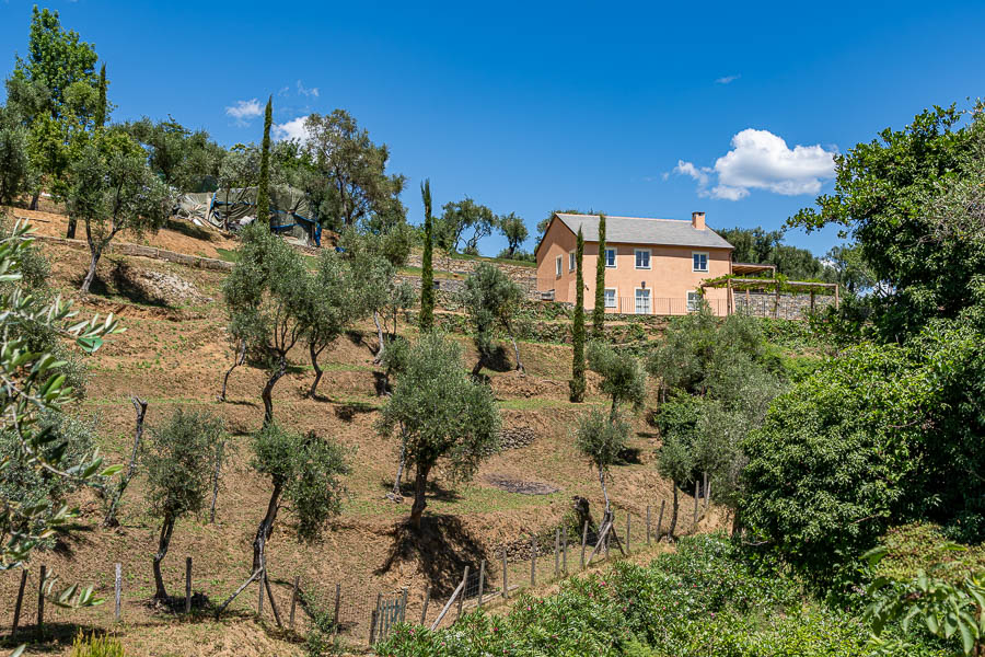 Presqu'île de Portofino : olivaie