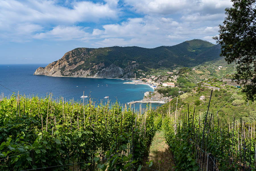 Monterosso al Mare, vignoble