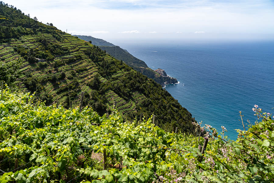 Vignes en terrasse et Manarola