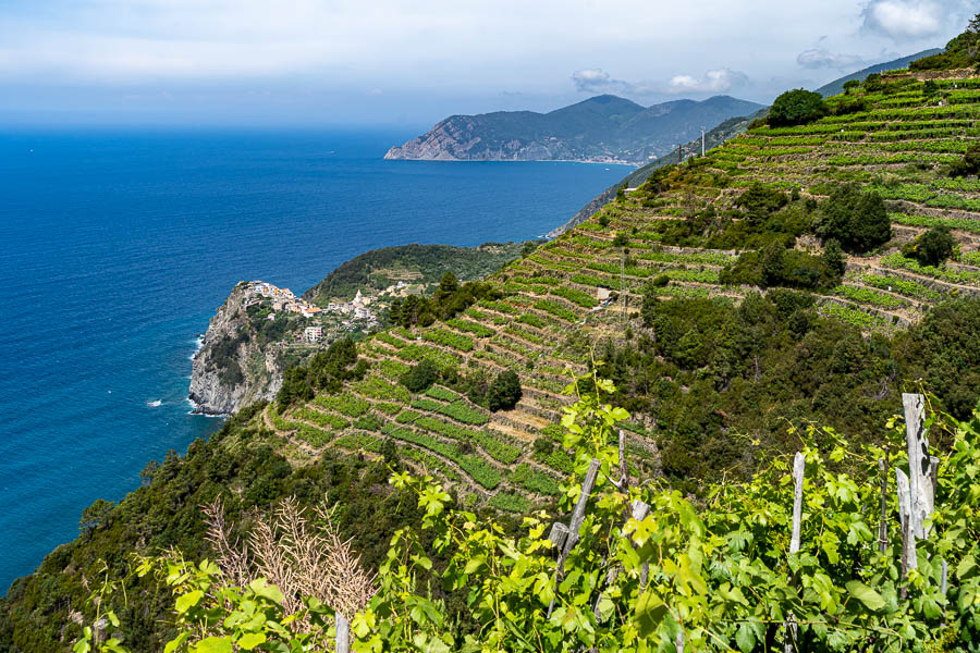 Vignes en terrasse et Corniglia