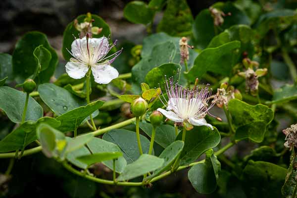 Fleur de câprier (Capparis spinosa)