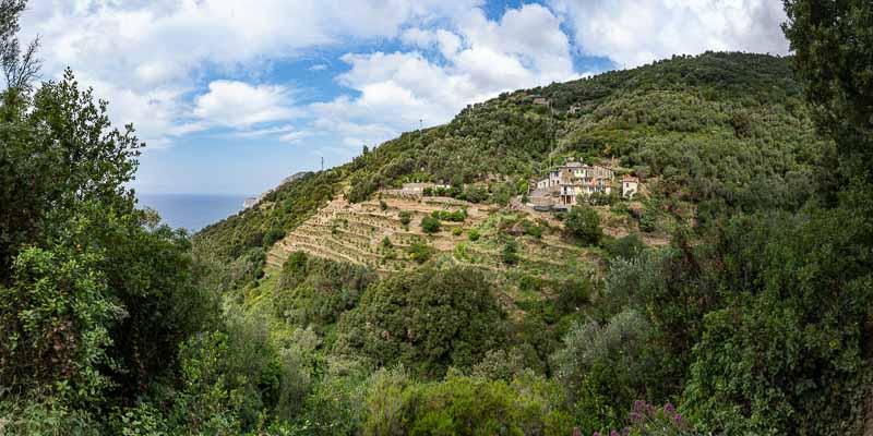 Terrasses entre Monterosso et Vernazza