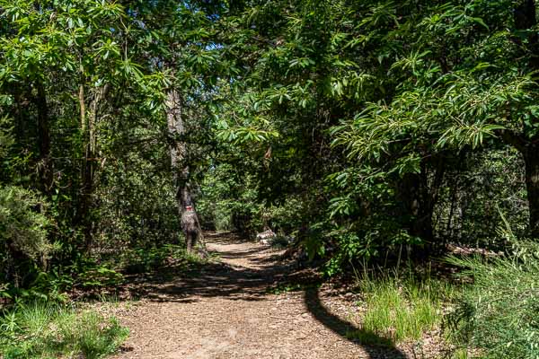 Sentier sous les châtaigniers