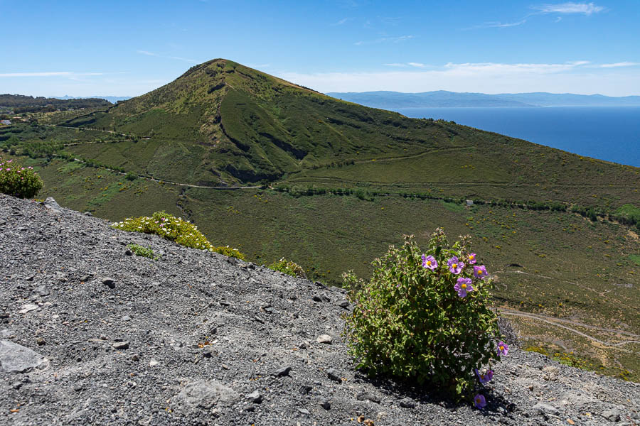 Vulcano : monte Saraceno, 481 m, et plant de ciste (Cistus creticus)
