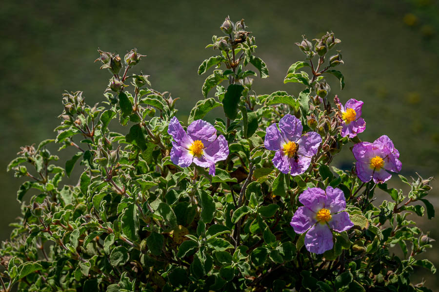 Vulcano : monte Saraceno, 481 m, et plant de ciste (Cistus creticus)
